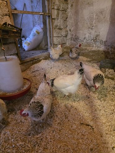 Toyuqlar: Toyuq, Damazlıq, Ünvandan götürmə -da lalafo.az — 7 Toyuqlar: Toyuq, Damazlıq, Ünvandan götürmə — 7