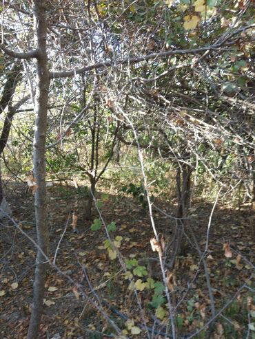 Torpaq sahələrinin satışı: 12 sot, Mülkiyyətçi, Kupça (Çıxarış) — 4