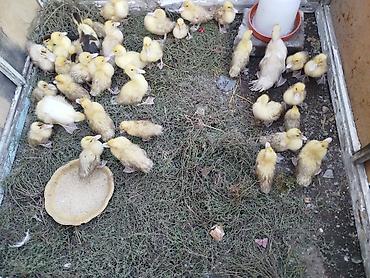 alabay balasi: Lal ördək balası böyüklər 6 manat balacalar 4 manatdır — 1