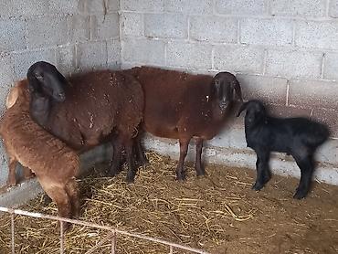 Баран, овца: Продаю | Овца (самка) | Для разведения | Матка — 1