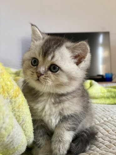 серебристая шиншила: Продаю котенка,мальчик,британская серебристая шиншила,уши страйт,день