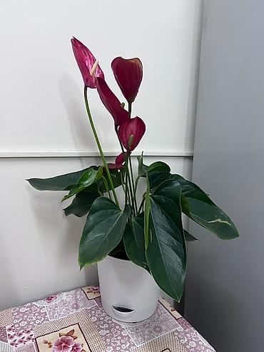 цветок антуриум: Антуриум (Anthurium andreanum) в декоративном горшке - Эффектные — 1