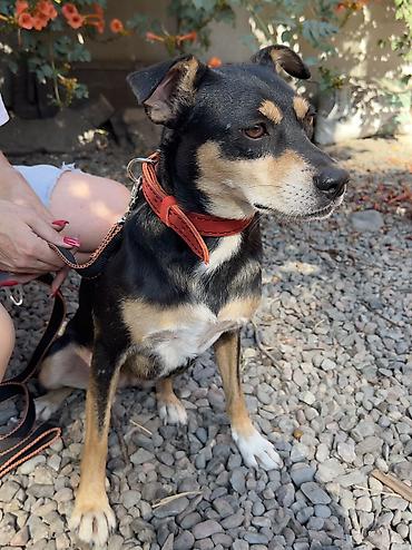 Отдам даром собаку: Собака даром: Дворняжка, 2 года, Самка, С прививкой — 10