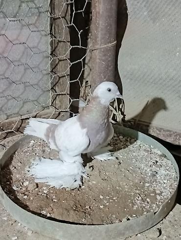 Птицы: Продаю молодых голубей 1 шт стоит пятьсот сом окончательно родители — 25