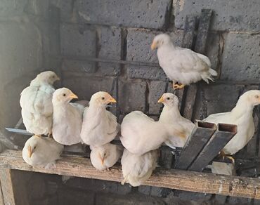 цены на курицу в бишкеке: Курочки несушки без петухов,все курочки Леггорн 2 месяца,начинают