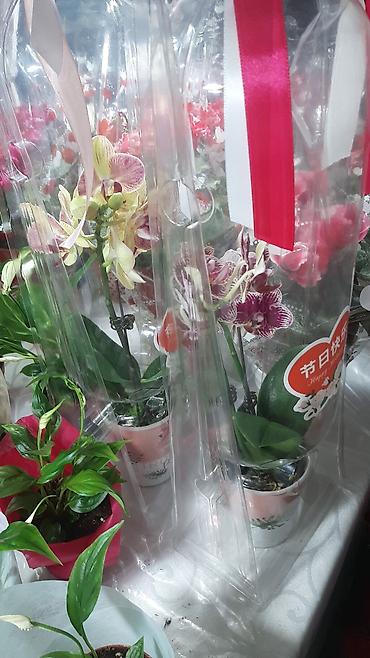 Фиалки и глоксинии: Выстака-ярмарка цветов, приходите за подарками для милых дам!!! — 6