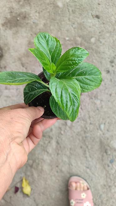 fire maple: Саженцы — 3