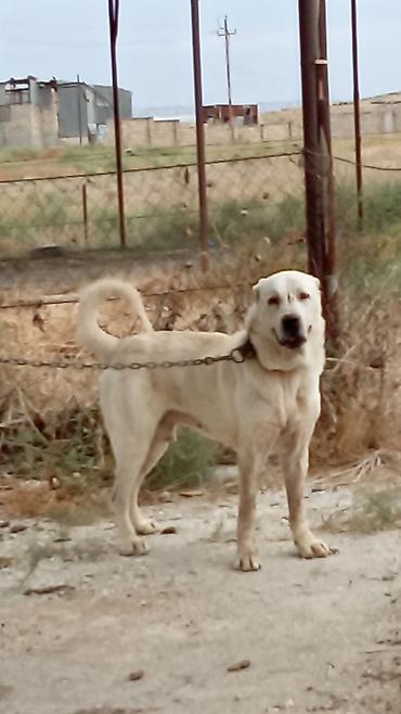 tap az itler kangal: Qurdbasar, 3 il, Erkək, Peyvəndli, Rayonlara çatdırılma — 1