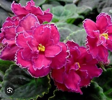 Фиалки и глоксинии: 🌱🌺🌱 Продаю сортовые ДЕТКИ стандартных, трейлерныхмини и полумини — 24