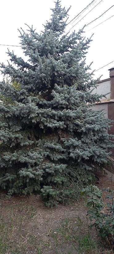 Ель голубая (Picea pungens), крупное ландшафтное дерево - Порода: ель