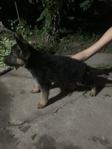 овчарка сука: Продаю щенка немецкой овчарки Мальчик почти 2 месяцев крупный С