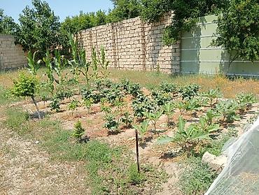 qusarda yer satilir: 6 sot, Tikinti, Makler, Kupça (Çıxarış) — 7