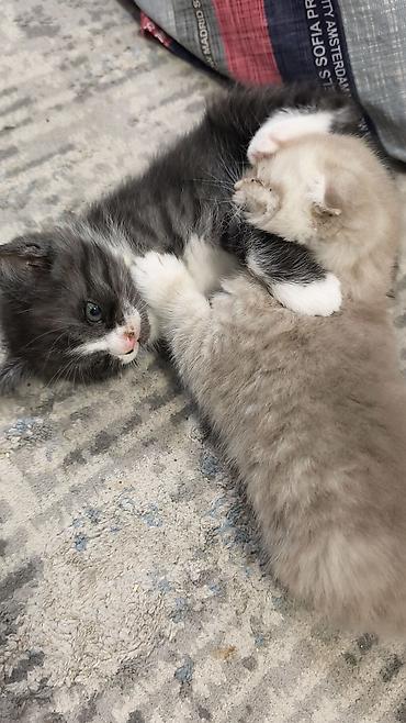 кошка скотиш: Скотиш Страйт (Шотландская прямоухая), 2 месяца, Мальчик, Биколор — 6