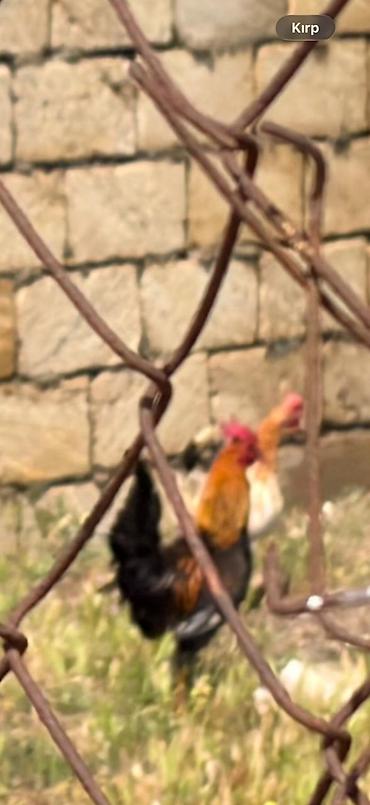 boynu: Məhsul:Xoruzlar
1 ededi 20 manat
saglam heyvanlardir — 6