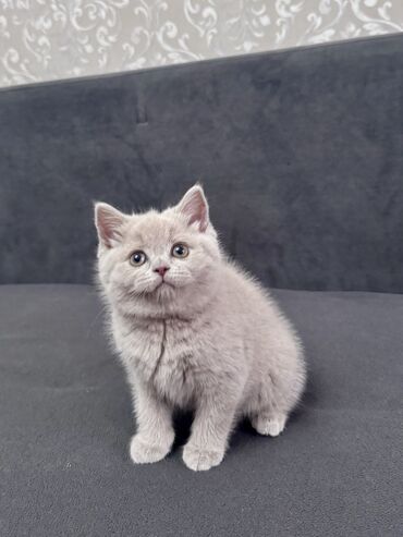 Продажа кошек: Скотиш Страйт (Шотландская прямоухая), 2 месяца, Девочка, Лиловый, С документами