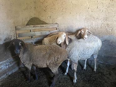 Продам с/х животных: Продаю | Овца (самка), Баран (самец) | Полукровка | На забой, Для разведения | Осеменитель, Матка, Ярка — 4