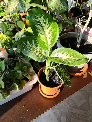 Фикусы: Комнатные растения — коллекция укоренённых саженцев и деток - Фикусы — 15