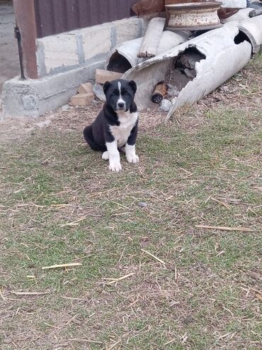 İtlər: Alabay, 1 ay, Erkek, Peyvəndli, Ödənişli çatdırılma