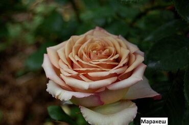 Садовые цветы и кустарники: Саженцы цветка: Розы, Бесплатная доставка, Самовывоз — 20