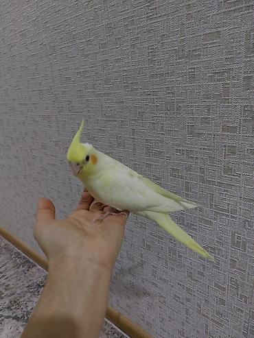 tutuquşlar: Nymph parakit (Cockatiel) – Lutino rəng mutasiyası - Rəng: açıq — 3