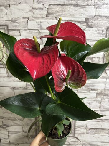 Otaq bitkiləri: Anthurium Hündürlük 45sm. Qiymət 23azn. Vatsapp mövcuddur!. Çatdırılma