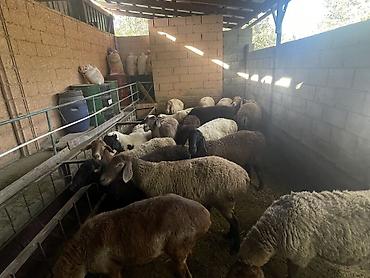 баран меренос: Продаю | Овца (самка) — 2