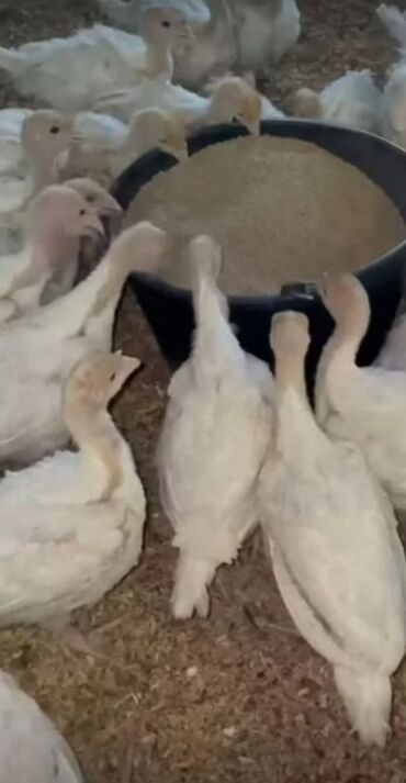 Hinduşka: Topdaənn satiş hinduşkalarimiz gəldi Azərbaycanin her yerinə