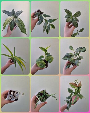 аквариум изготовление: Комнатные растения, цветы (молодые растения, взрослые экземпляры). Не