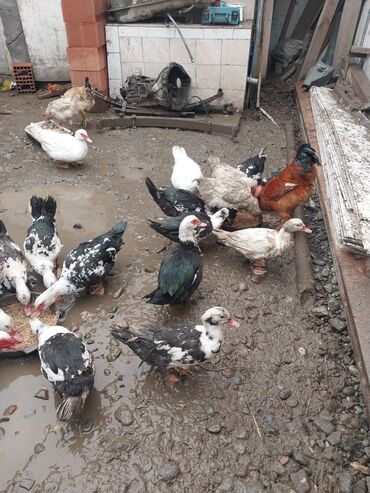 Ördəklər: Erkək, | Lal ördək, Ətlik — 7