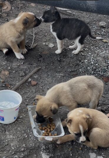 Продажа собак: 1 месяц, Самец — 10