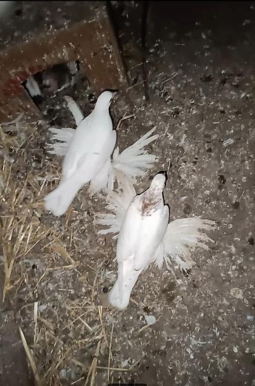 şpits itleri qiymeti: Oynaq quşdu balasıdı iri lələklidiler — 1