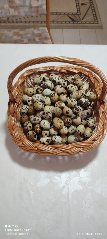 Zdrava hrana: U stalnoj ponudi uvek sveža i lekovita jaja japanskih prepelica. Cena — 10
