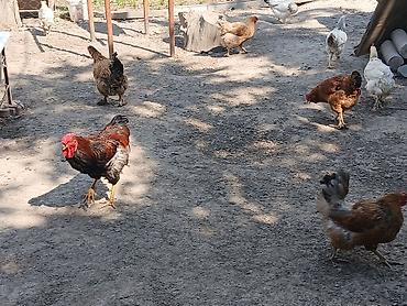 клетка курей: Продаю | Куры | Домашняя | Для разведения — 2