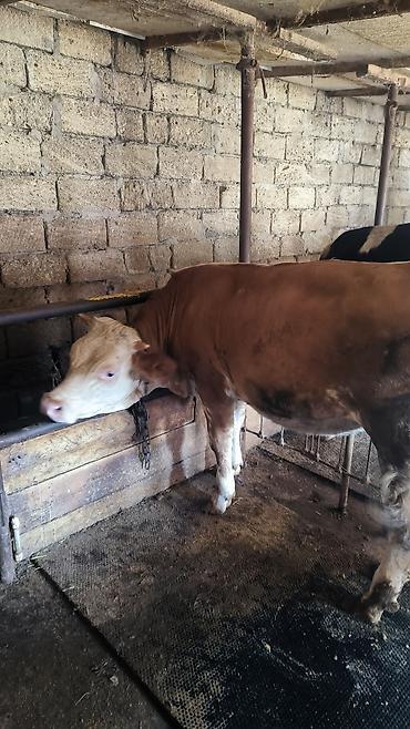 simmental inək cinsi: Dana, buzov, Dişi, Simental, ay: 1, 180 kq, Ətlik, Damazlıq, Südlük, Ünvandan götürmə — 1