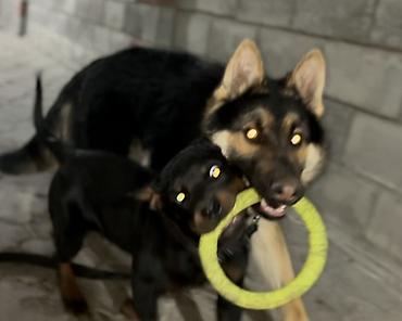 Продажа собак: 🐕 ДРЕССИРОВКА СОБАК | ПЕРЕДЕРЖКА + ОБУЧЕНИЕ 🐾 Опыт работы с собаками — 21