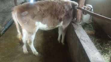 симментальская порода коров купить в бишкеке: Ургаачы торпок сатылат