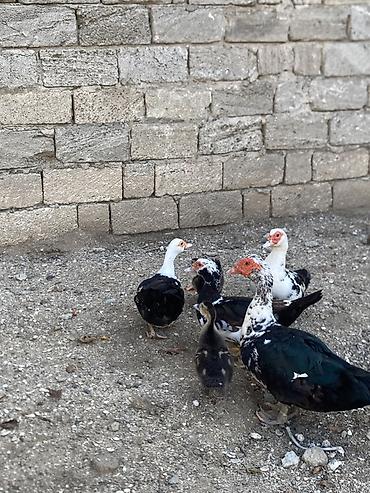 kuban ordəyi: Tam saglam heyvanlardı 1 erkek 3 disi 2 denede balası var real alıcıya — 3