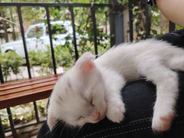 british cat: Şinşilla, erkək, 1 aylıqdır. Oynamağı çox sevir, ağıllıdır, özü latoka