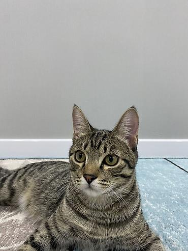 отпугиватель кошек: 🐾 Отдаем кота в очень хорошие и заботливые руки 🏡 Очень умный — 2