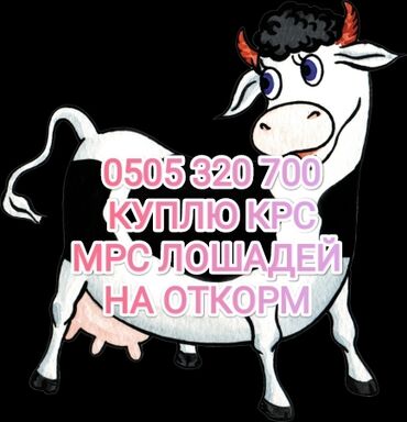 продаю корову с теленком: Куплю | Лошади, кони, Коровы, быки | На откорм, Откормленные