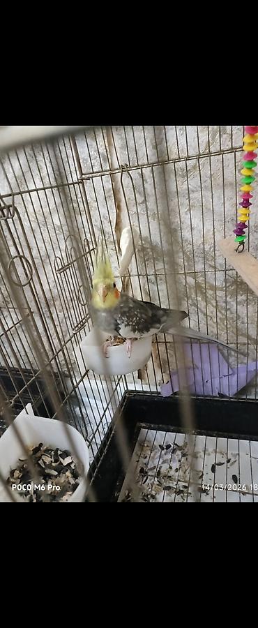 Quşlar: 1 eded erkek karella.saglam quwdur isteyen olsa elaqe — 2