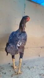 оборудование для корма: Продаю | Куры | Бойцовая | Несушки