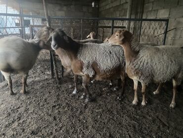 Продаю | Овца (самка) | Гиссарская, Арашан | Для разведения | Котные, Матка
