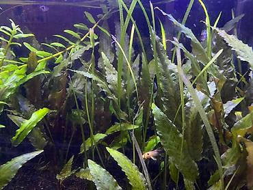 Akvarium aksesuar və ləvazimatları: Təbii ekosistem qurulmuş bitki akvaryumu satılır. içində balıqla — 4
