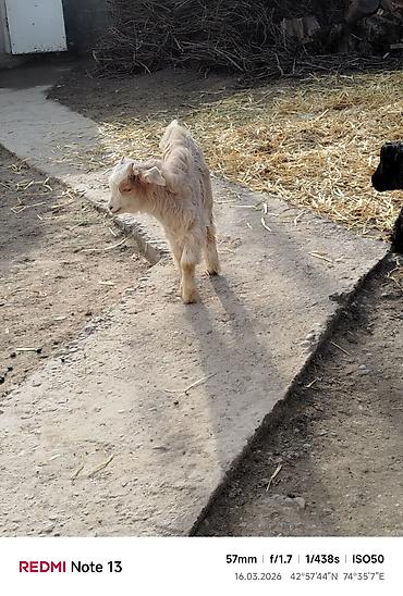 Козы, козлы: Продаю | Коза (самка) | Для молока — 5
