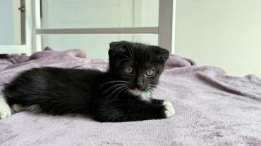 Отдам даром кошку: Котики ищем хозяина для котят