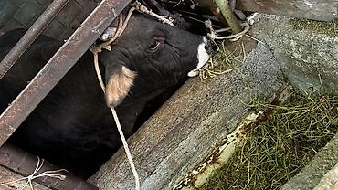 Коровы, быки: Продаю | Бык (самец) | Швицкая — 18