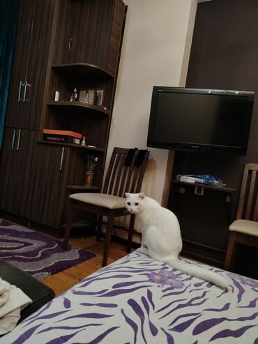 Pişiklər: Şotland yastı qulaq, Erkək, Yaxşı əllərə, Ünvandan götürmə — 15