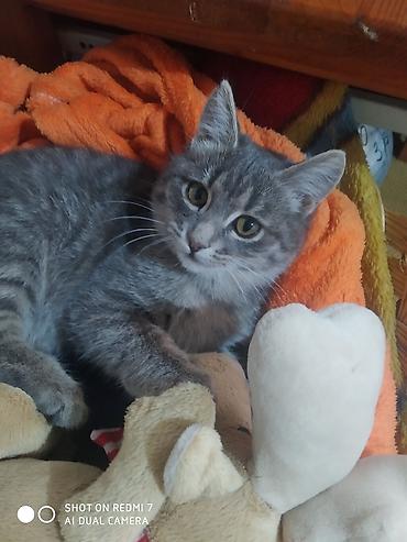 Отдам даром кошку: 3 месяца, Девочка — 8