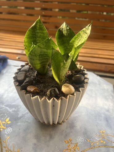 Otaq bitkiləri: Her biri ucuz kimete Gencededi catirma var size yaxin yere ancag — 24